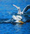 Crispus_Water_II_04.jpg (347675 octets)